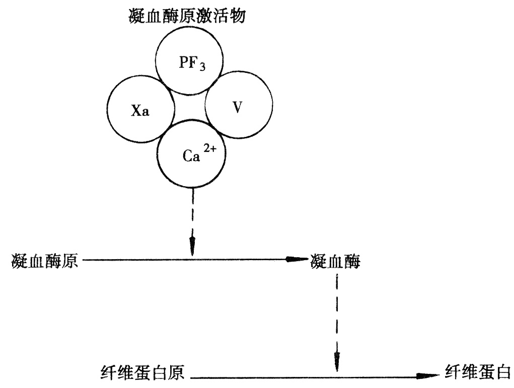 (一)红细胞的形态和数量 1.红细胞的形态 人类成熟的红细胞(erythrocyte,red blood cell,RBC)呈双凹圆盘形,无核,因含有大量血红蛋白(hemoglobin,HB)而呈红色。红细胞直径约7~8m,周边最厚处为2.5m,中央最薄处为1m,正常红细胞体积约为90m 3,表面积约为140m 3,红细胞的双凹圆盘形明显增加了其表面积,即红细胞的表面积与容积之比大大增加,它的这一形态特征,使细胞膜具有可塑变形性、悬浮稳定性和渗透脆性等生理特征,并有利于红细胞实现其生理功能。 2.