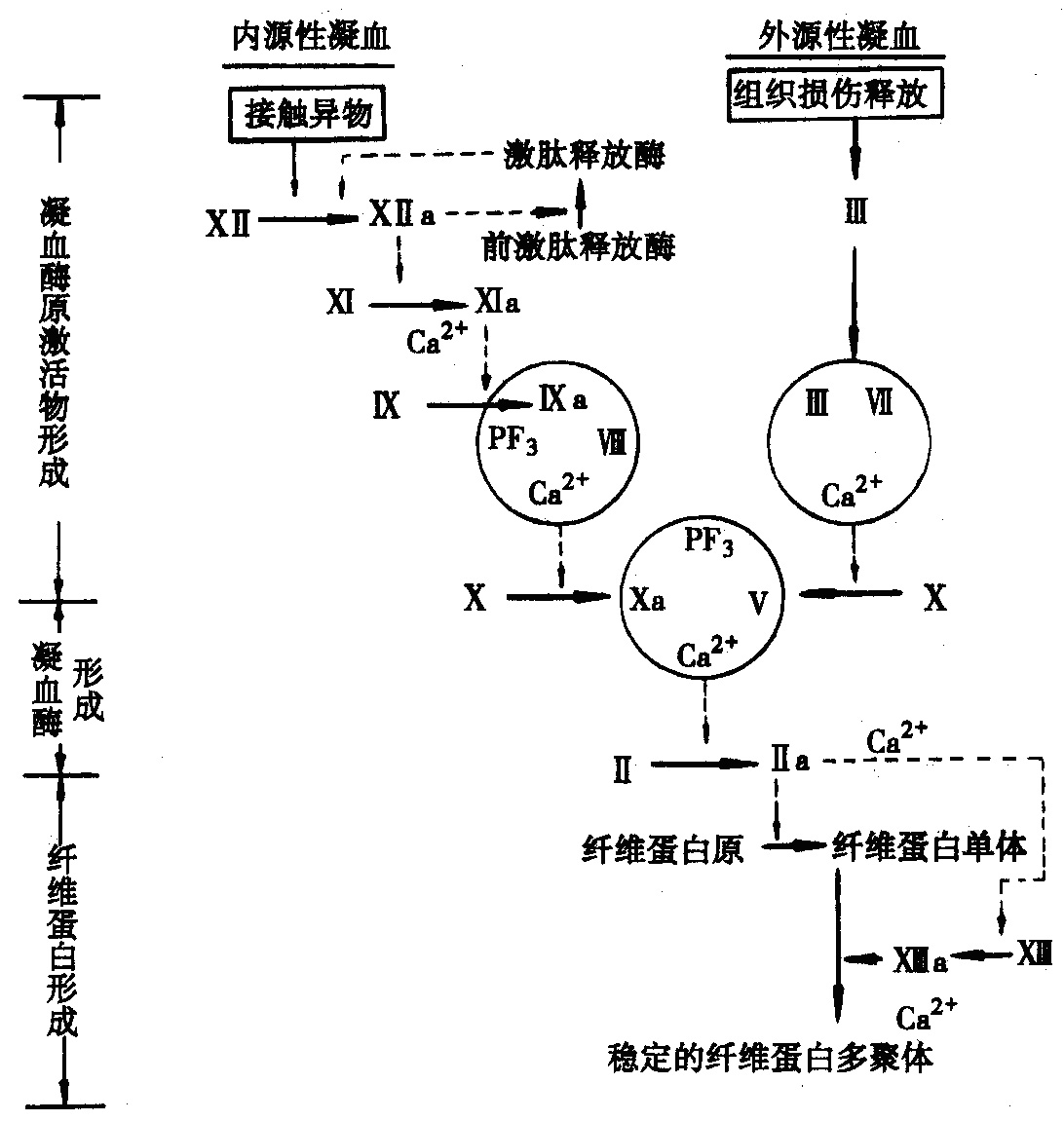 (一)红细胞的形态和数量 1.红细胞的形态 人类成熟的红细胞(erythrocyte,red blood cell,RBC)呈双凹圆盘形,无核,因含有大量血红蛋白(hemoglobin,HB)而呈红色。红细胞直径约7~8m,周边最厚处为2.5m,中央最薄处为1m,正常红细胞体积约为90m 3,表面积约为140m 3,红细胞的双凹圆盘形明显增加了其表面积,即红细胞的表面积与容积之比大大增加,它的这一形态特征,使细胞膜具有可塑变形性、悬浮稳定性和渗透脆性等生理特征,并有利于红细胞实现其生理功能。 2.