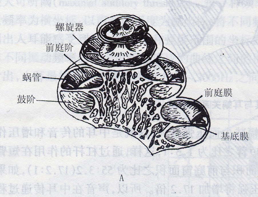 耳蜗及其横断面示意图 a:耳蜗纵剖面 b:耳蜗管横断面