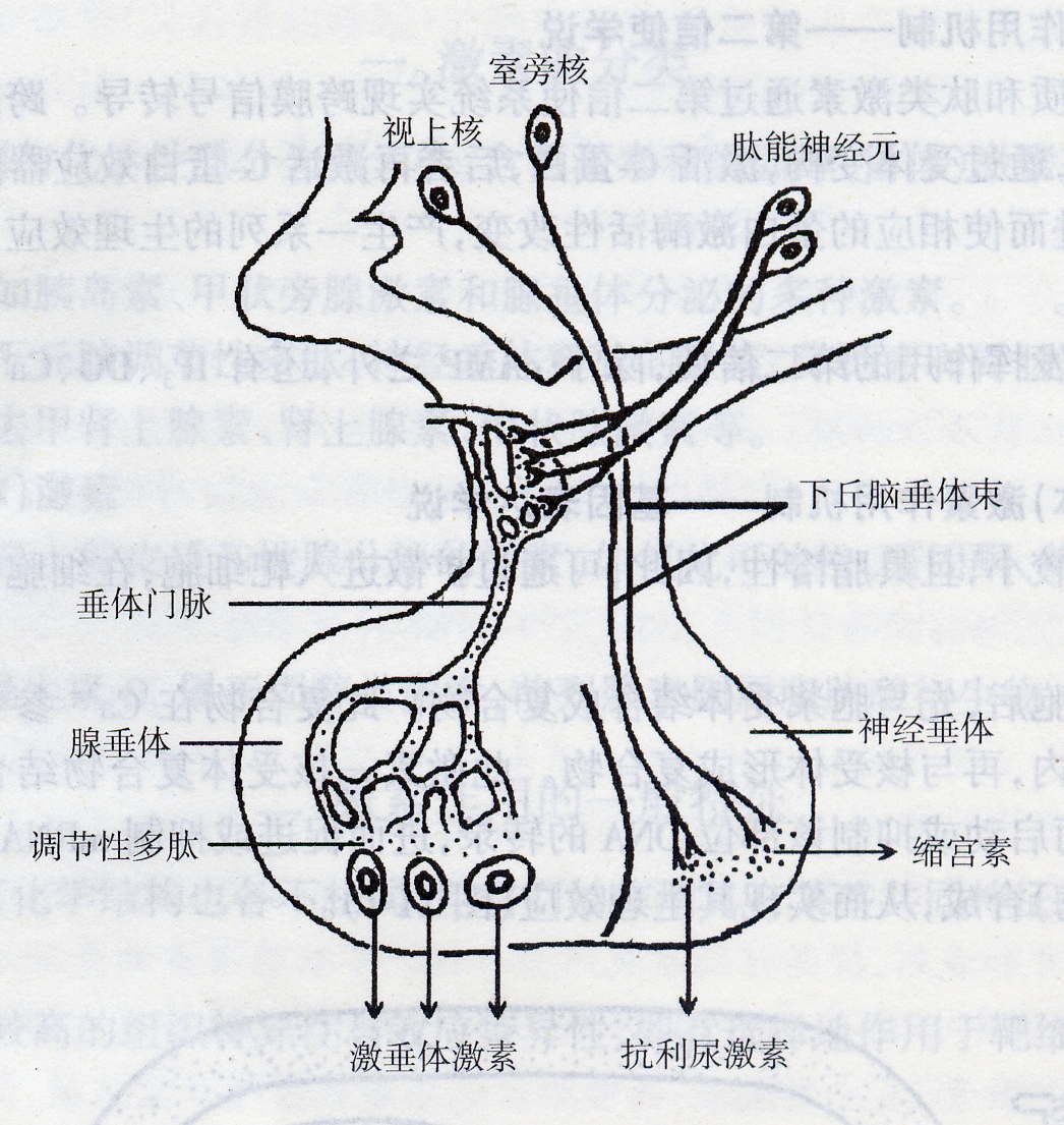 垂体在内分泌生理中占有枢纽地位,其主要原因是垂体