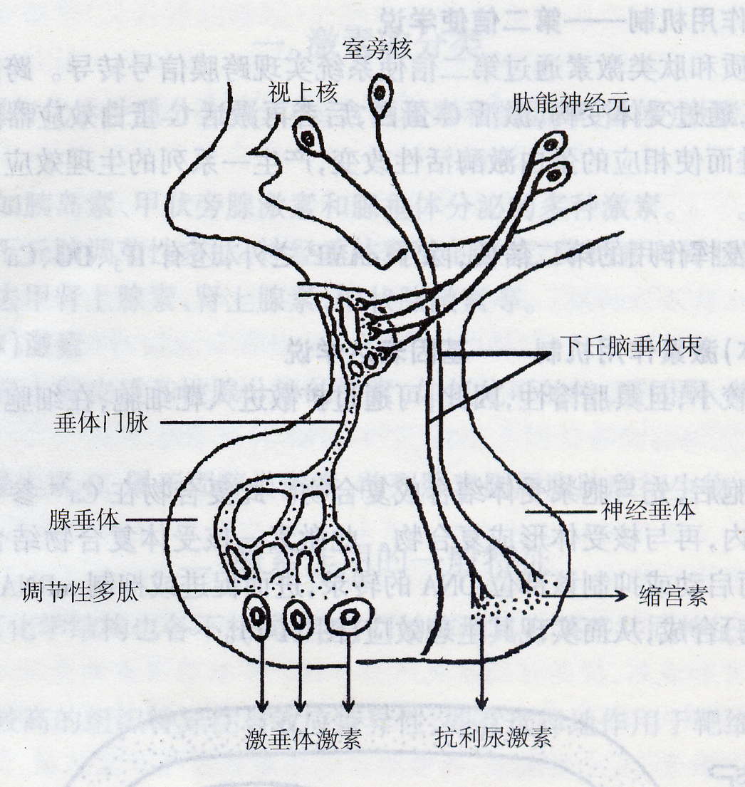 医学展板人体男性泌尿系统解剖图高清psd图片_易拉宝X展架_展板展架_图行天下图库