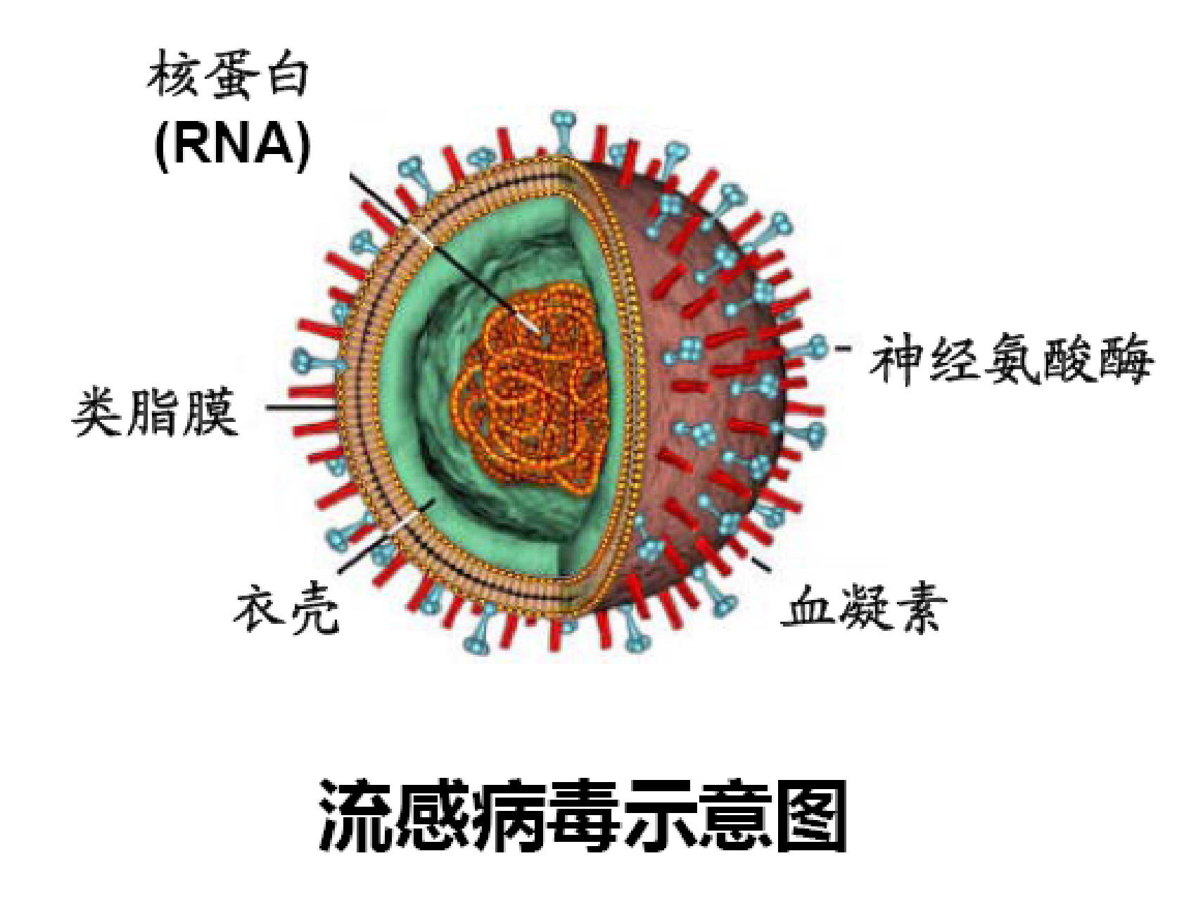 既没新样本，也没实验，如何猜到新冠病毒“喜欢”感染哪些细胞？_凤凰网