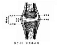 关节是不是会变得脆弱 如果人体缺钙之后 (关节是不是会变形)
