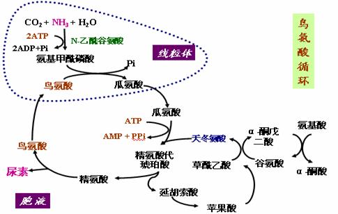 鸟氨酸循环- 《实用人体机能学》开放式书本--