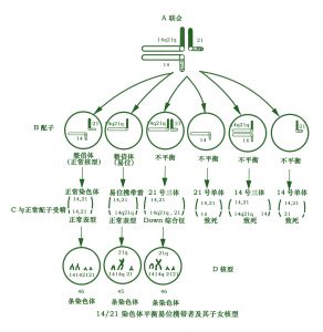 染色体平衡易位