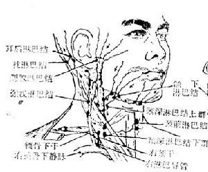 淋巴结- 《实用人体机能学》开放式书本——网络课本教材 课程 ...